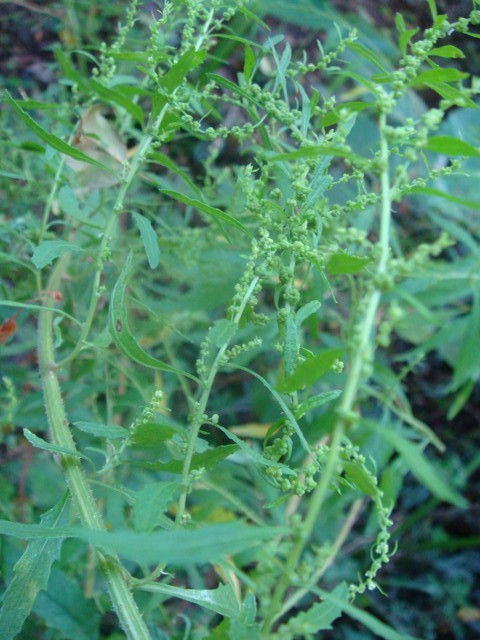 Benefícios para a saúde respiratória: facilitando a respiração - inspiração 2