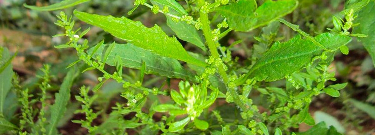 Suporte ao sistema imunológico: fortalecendo suas defesas naturalmente - inspiração 1