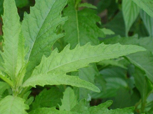 Suporte ao sistema imunológico: fortalecendo suas defesas naturalmente - inspiração 2