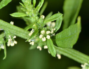 Ciclos menstruais mais tranquilos: aliviando cólicas e desconfortos - inspiração 1