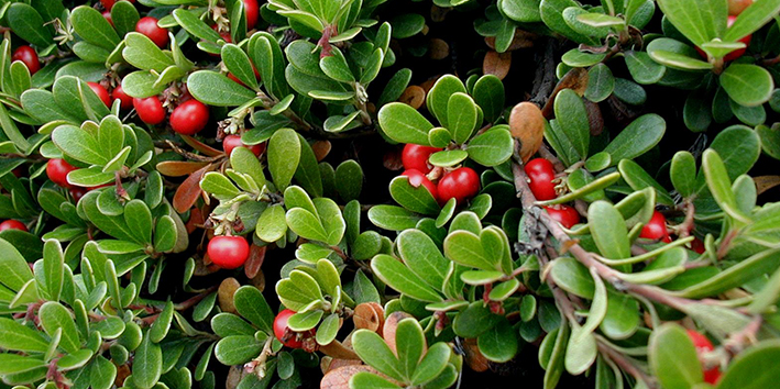 Alívio para a Cistite: Menos Desconforto, Mais Bem-Estar - inspiração 1