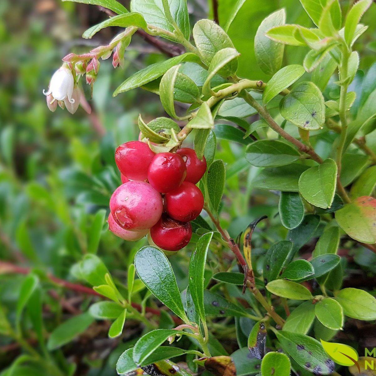 Proteção Renal: Um Cuidado Preventivo Essencial - inspiração 1