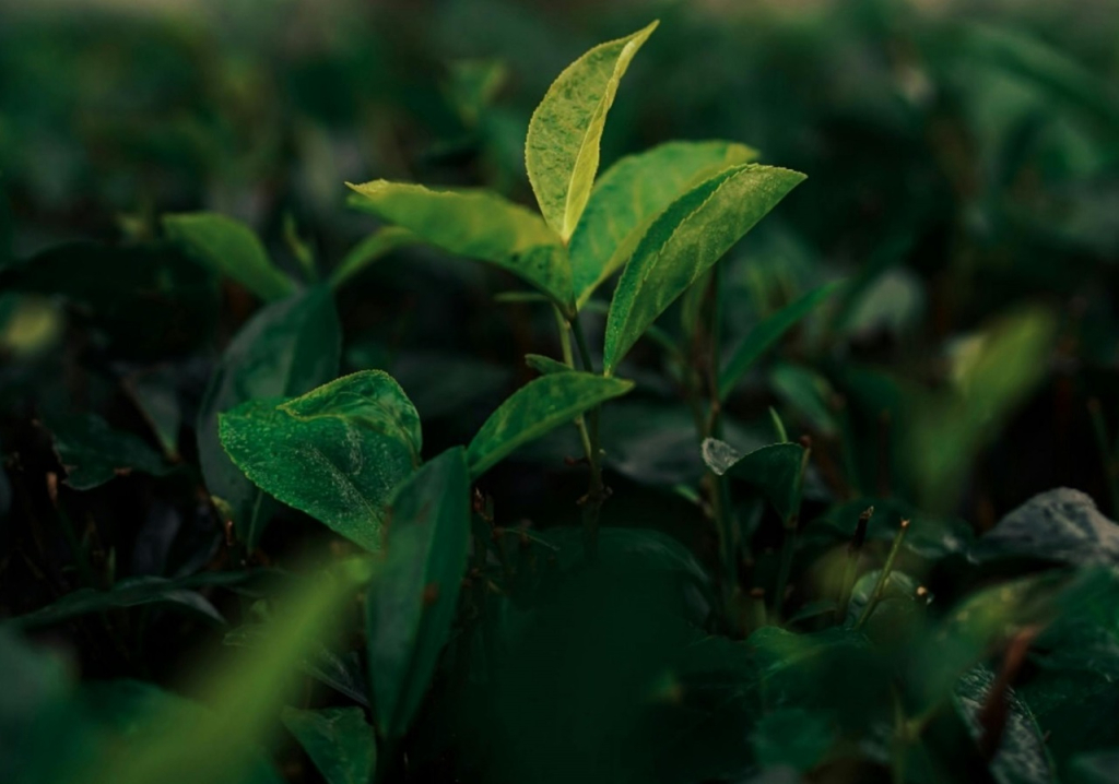 Controle da Oleosidade: Adeus, Brilho Excessivo! - inspiração 2