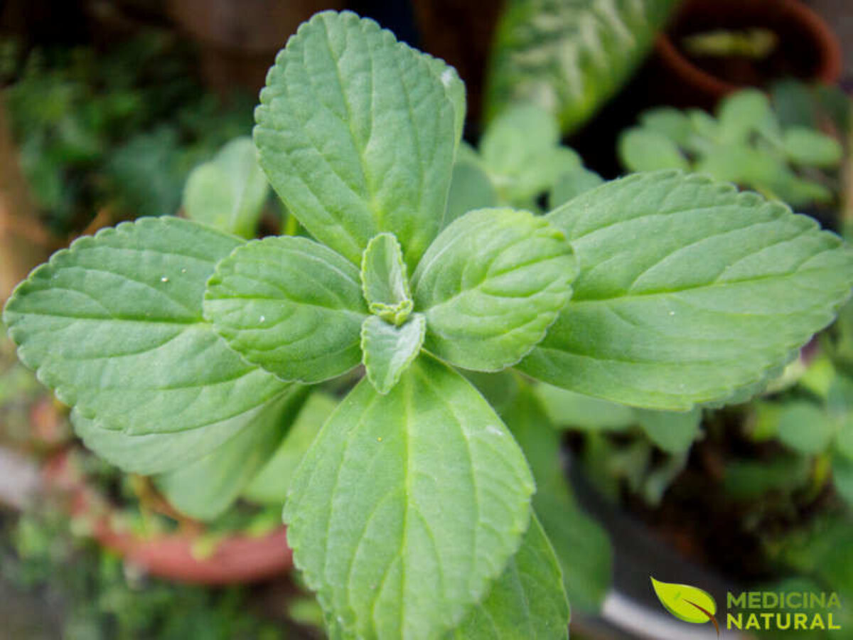 Propriedades Anti-inflamatórias Surpreendentes do Boldo - inspiração 2