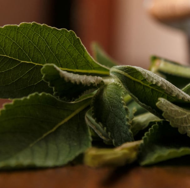 Boldo para Aliviar Sintomas de Ressaca: Sim ou Não? - inspiração 1