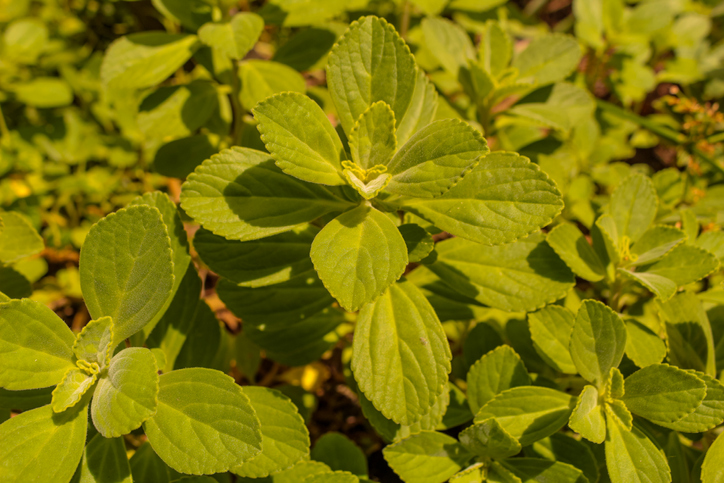 Diferenças entre Boldo Brasileiro e Boldo Chileno: Qual Usar? - inspiração 2
