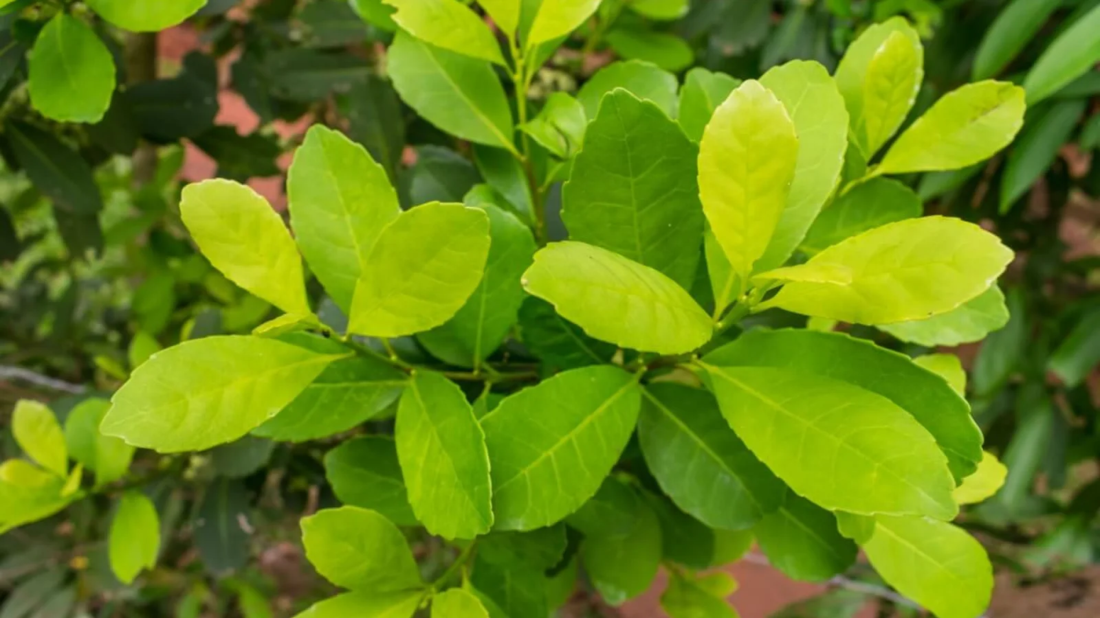 Como o Chá Mate Pode Ser Seu Aliado na Gestão do Peso - inspiração 1