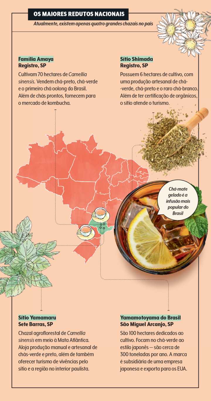 Benefícios Cardiovasculares do Chá Mate: Cuidando do Seu Coração - inspiração 1