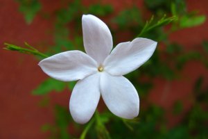 Uma Mistura Personalizada: Criando Seu Elixir Intuitivo - inspiração 1