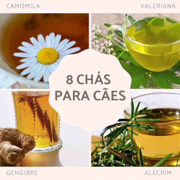 Camomila: O Clássico Reconfortante para Cães - inspiração 1