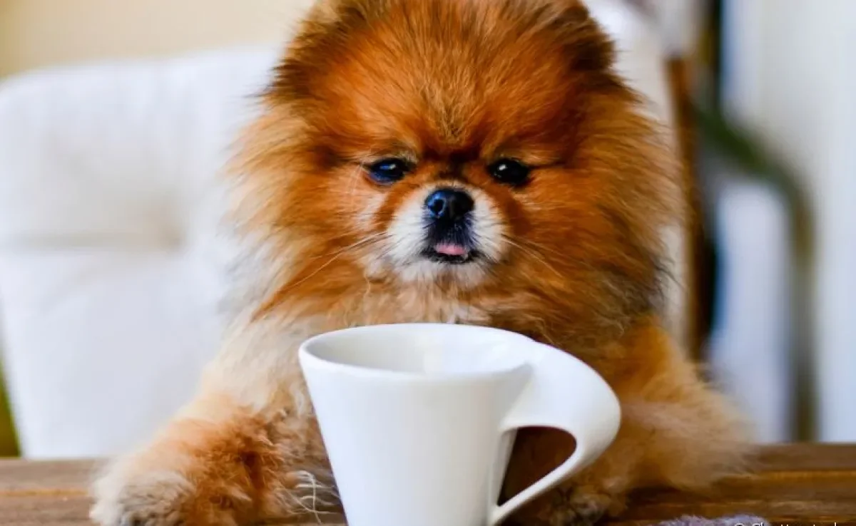 O Que Evitar Absolutamente: Riscos e Cuidados Essenciais - inspiração 1