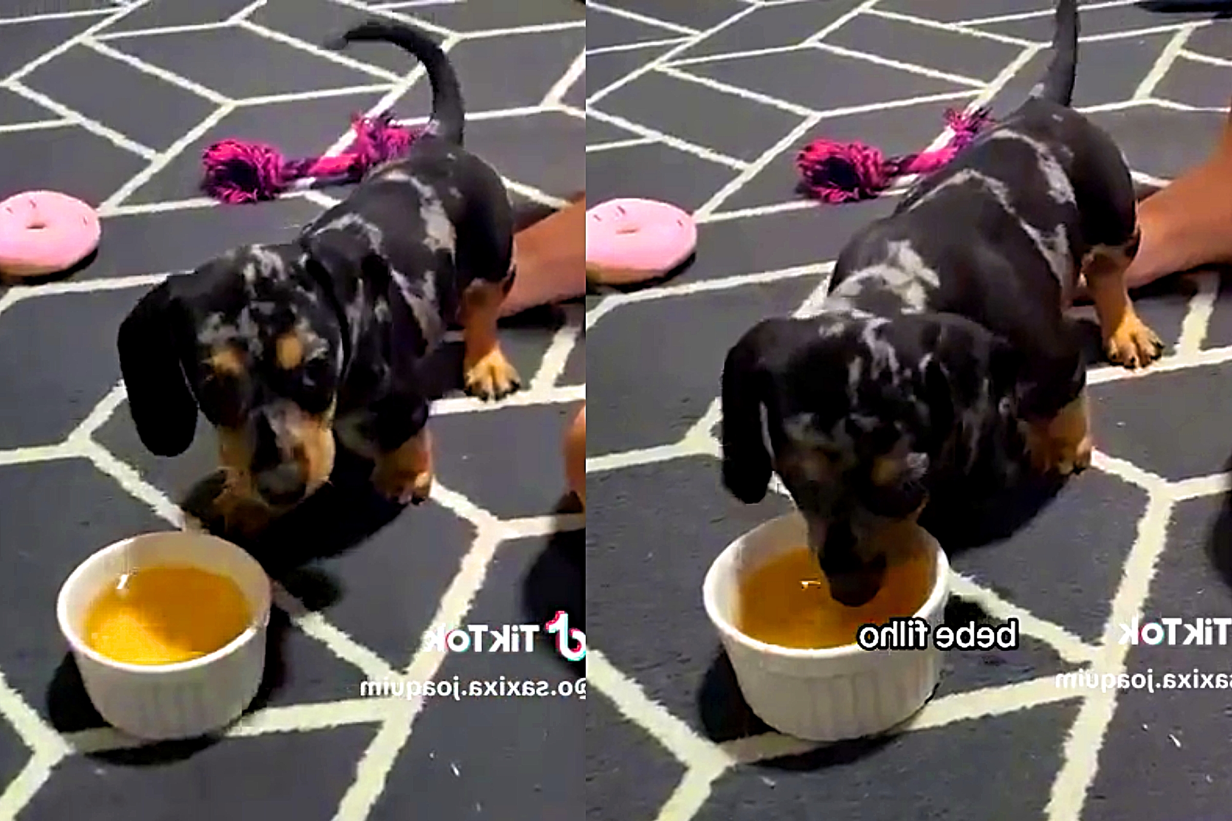 Oswego Tea (Monarda): Uma Opção Menos Comum, Mas Eficaz - inspiração 1