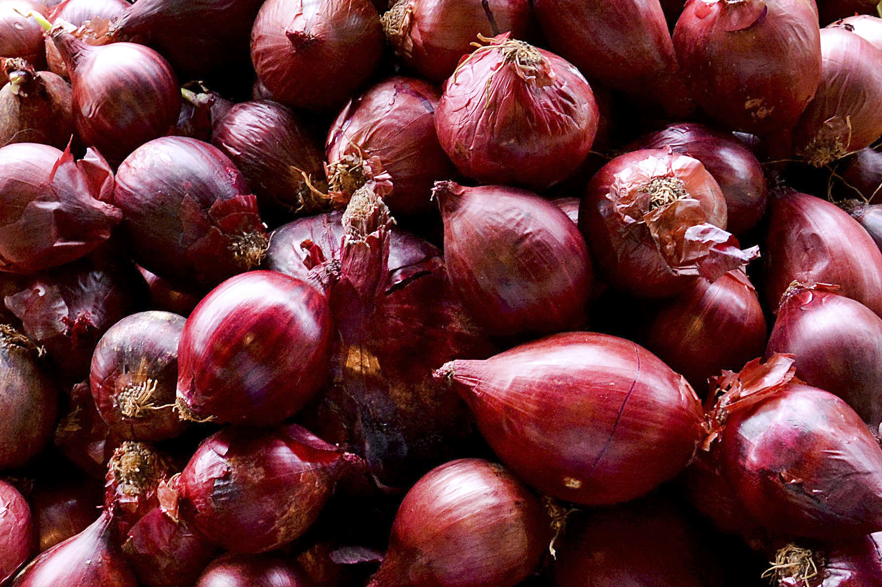 Babosa (Aloe Vera): O Poder Hidratante e Regenerador - inspiração 2