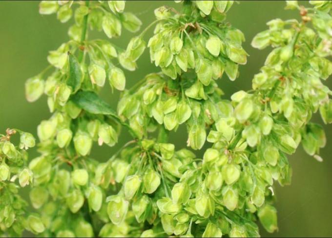 Cavalinha: Um Suporte Mineral para o Corpo - inspiração 1