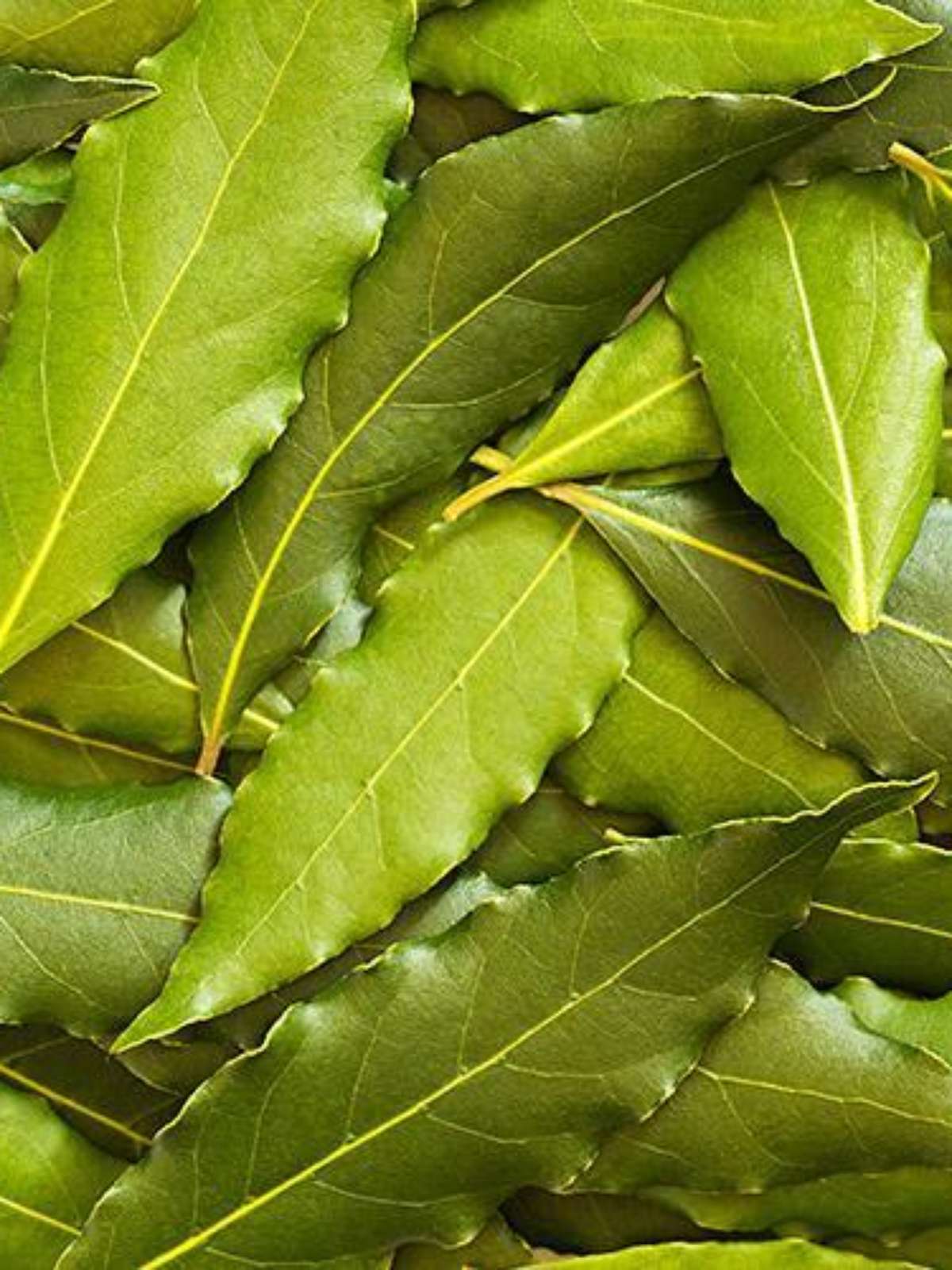 Chá de Uvaia: Uma Opção Menos Conhecida, Mas Eficaz - inspiração 1