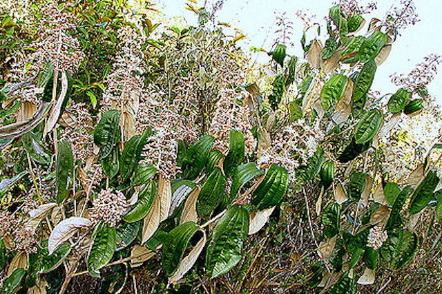 Chá de Brotos de Bambu: Leveza e Mobilidade - inspiração 1