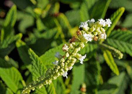Chá de Brotos de Bambu: Leveza e Mobilidade - inspiração 2