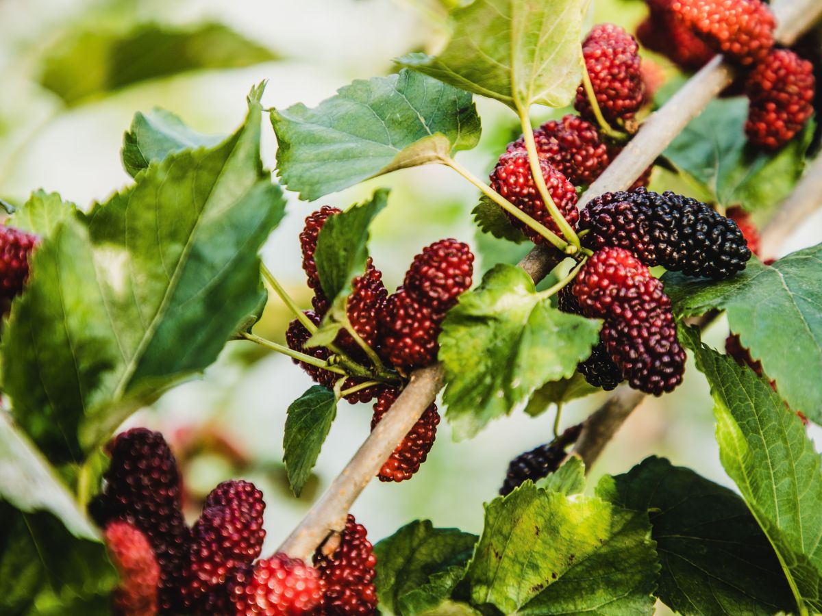 Erva-cidreira: tranquilidade e digestão em uma xícara - inspiração 1