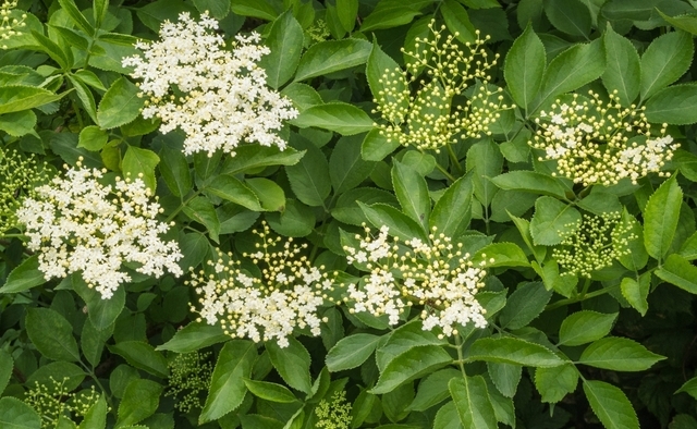 Chá de erva-cidreira: calma e alívio para o corpo febril - inspiração 2