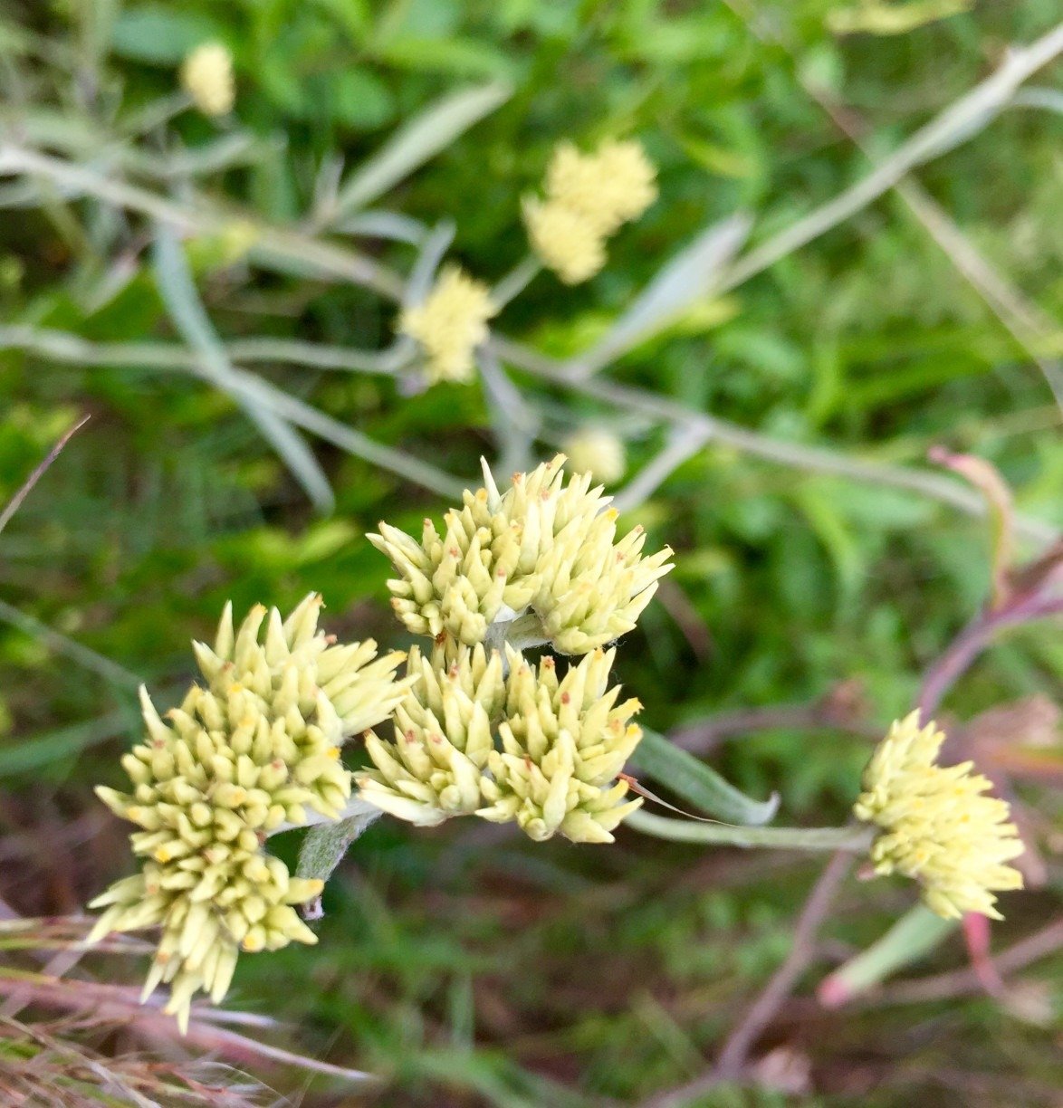 Hibisco: Cor e Saúde no Seu Copo - inspiração 1