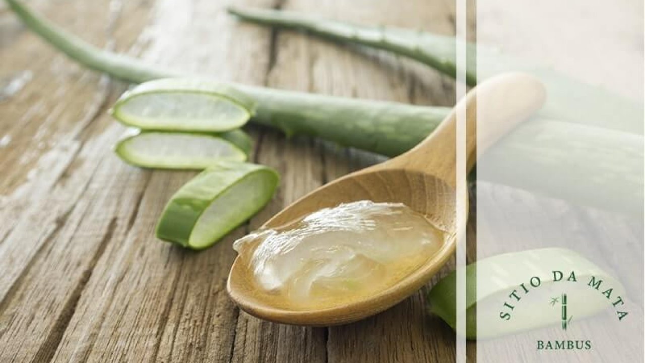 Arnica Montana: Aliada Poderosa Contra Edemas e Dor - inspiração 2