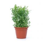 Centella Asiática: Estímulo Direto na Produção de Colágeno - inspiração 1