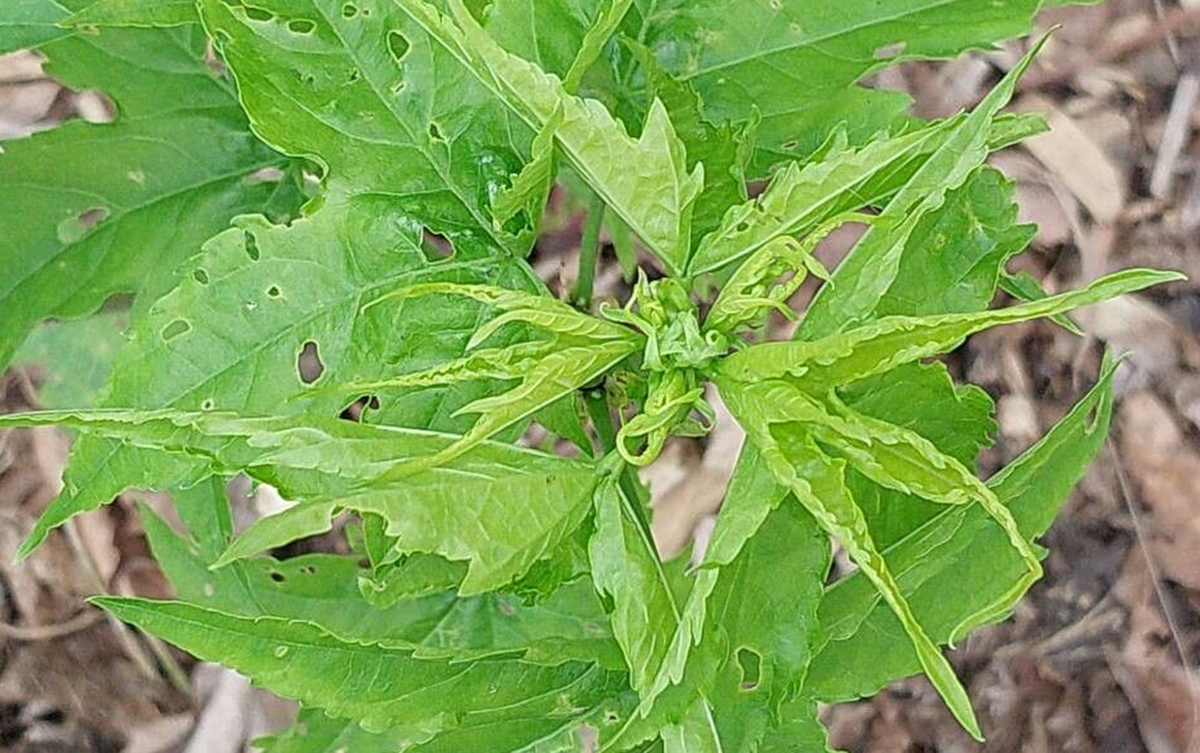 Hortelã: Um Toque Refrescante e Digestivo - inspiração 2