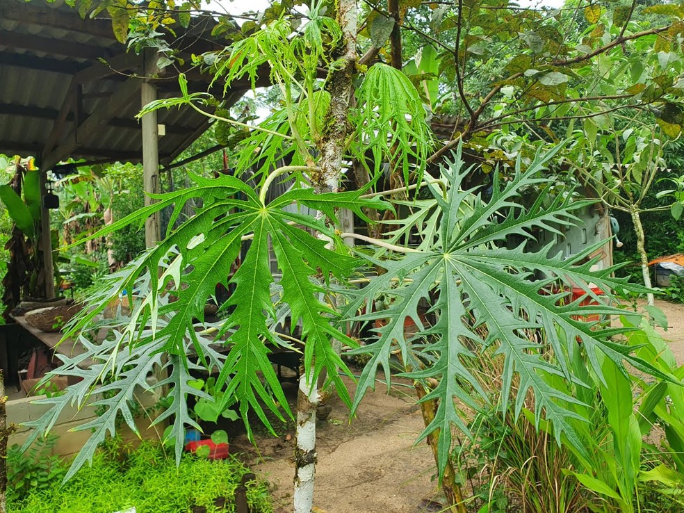 Gengibre: Combatendo Inflamações e Náuseas - inspiração 1