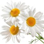 Gengibre: Combatendo Inflamações e Náuseas - inspiração 2