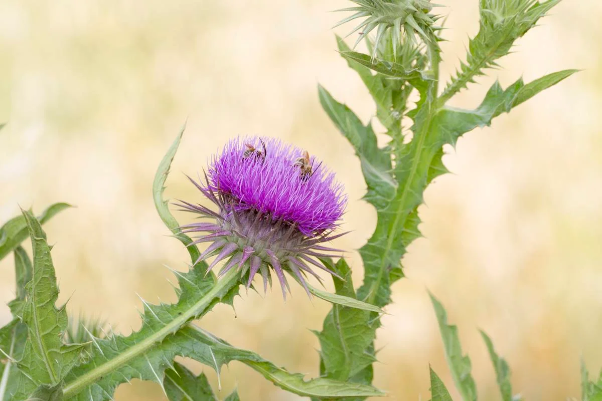 Hortelã: refrescante e bom para a digestão e o fígado - inspiração 1