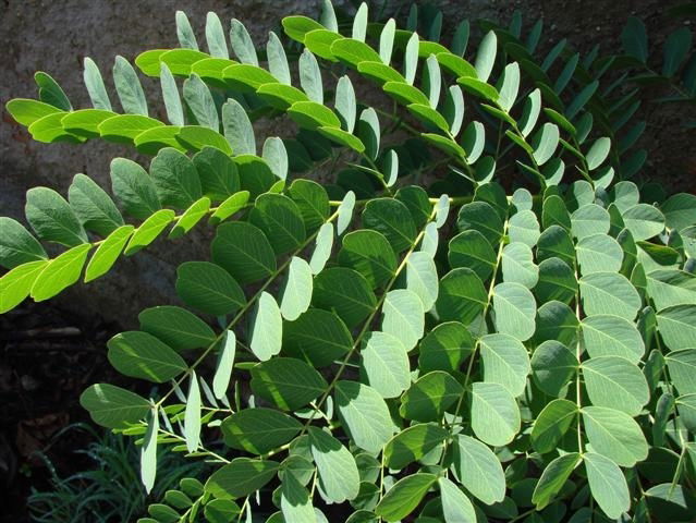 Uso de Chás em Douches e Banhos de Assento: Uma Abordagem Complementar - inspiração 2