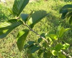 Melissa: Alívio e Bem-Estar Natural - inspiração 2