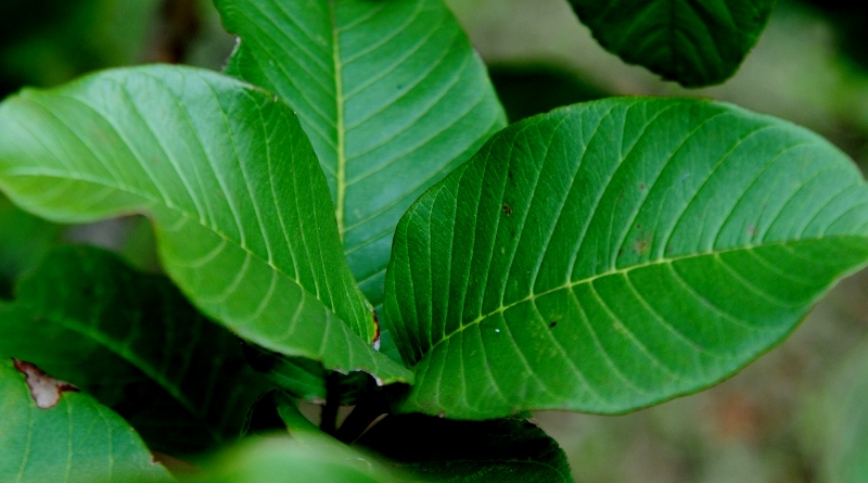 Alecrim: Estimulante e Descongestionante Natural - inspiração 2