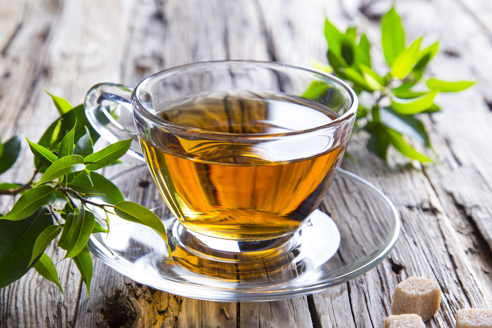 Chás Populares e Seus Compostos Bioativos Relevantes - inspiração 1