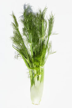 Funcho: Auxílio na Digestão e Lactação - inspiração 1