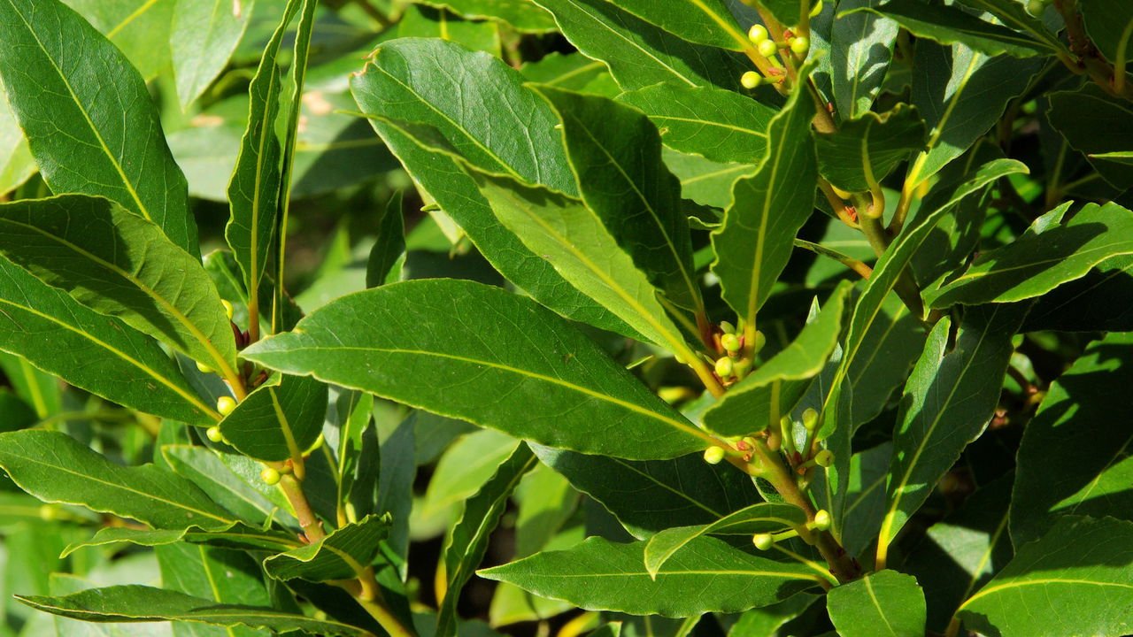 Chá de Folha de Oliveira: Uma Fonte Poderosa de Antioxidantes - inspiração 2