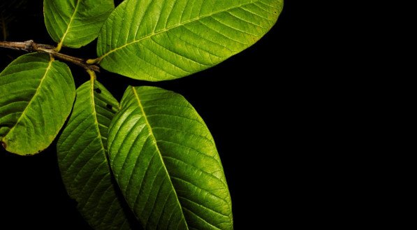 Chá de Louro: Simples, Acessível e Eficaz - inspiração 1