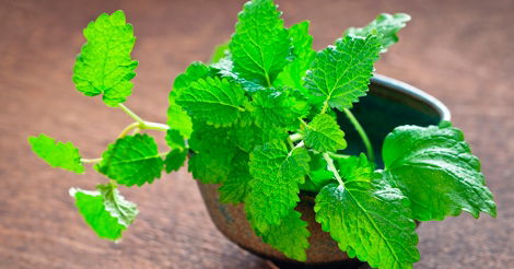 Endro (Dill): Um Toque Delicado Contra Desconfortos - inspiração 2