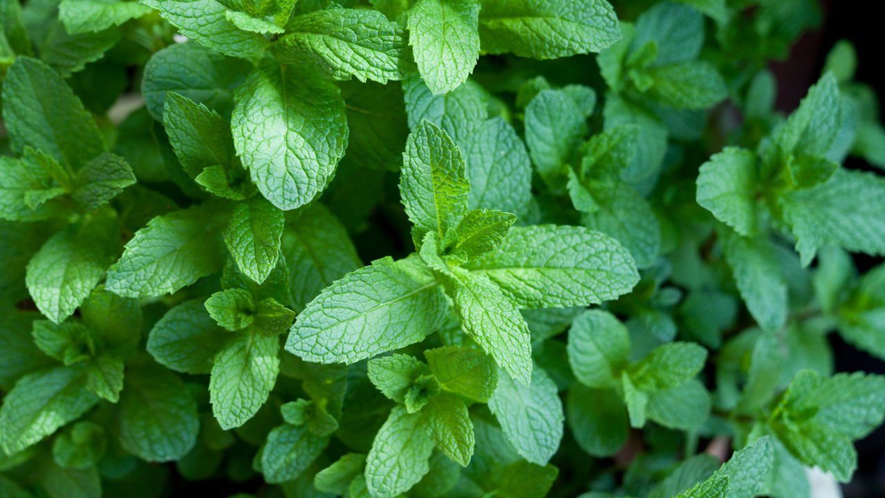 Boldo: Desintoxicação e Alívio para o Fígado e Estômago - inspiração 2