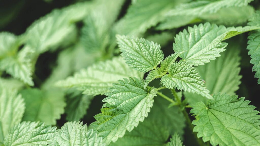 Chá de Quebra-Pedra: O Aliado Clássico para os Rins - inspiração 2