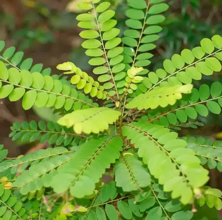 Chá de Quebra-Pedra: O Aliado Clássico para os Rins - inspiração 1