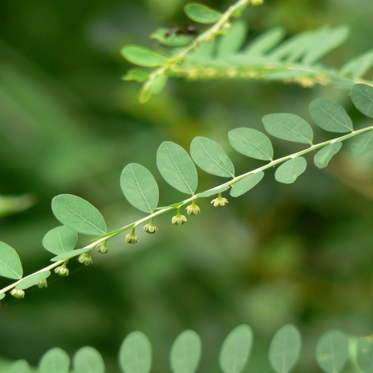 Chá de Quebra-Pedra: O Aliado Clássico para os Rins - inspiração 2