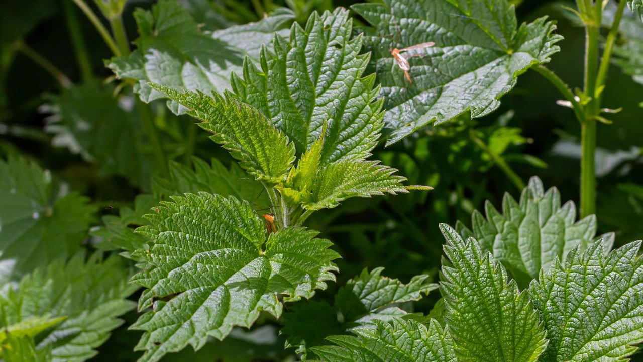 Chá de Salsa: Ação Diurética que Limpa e Desinflama - inspiração 1