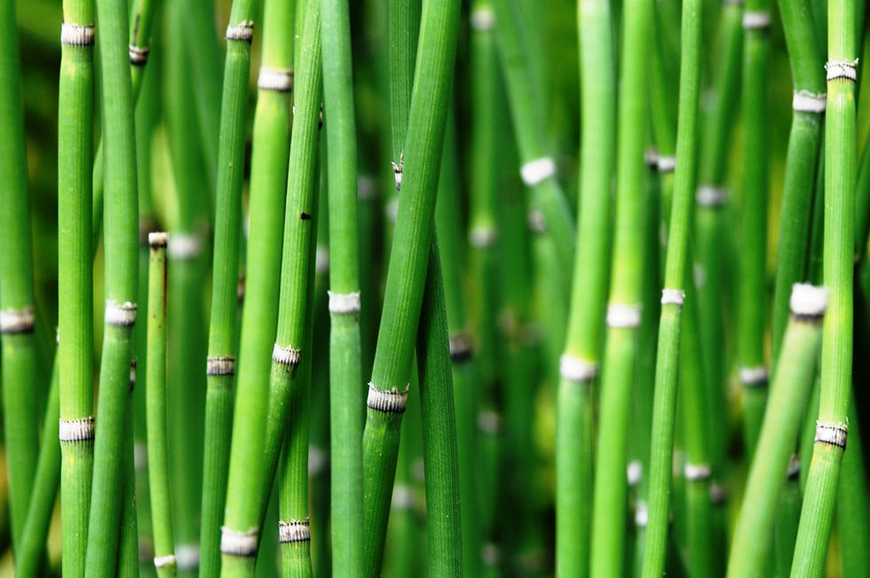 Chá de Gengibre: Anti-inflamatório Natural e Analgésico - inspiração 1