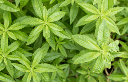 Chá de Gengibre: Anti-inflamatório Natural e Analgésico - inspiração 2