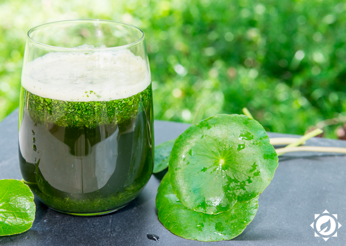 Chá de Centella Asiática: Melhora da Circulação e Elasticidade - inspiração 2