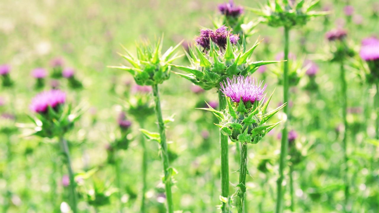 Chá de Hibisco: Doçura que Ajuda na Fluctuação de Líquidos - inspiração 1