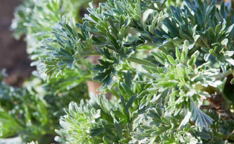 Raiz de Angélica: O Poder Oculto das Ervas - inspiração 1