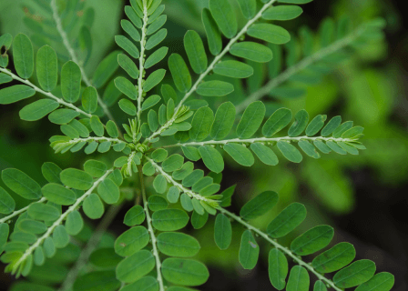 Identificando Ervas que Podem Acelerar o Processo - inspiração 1