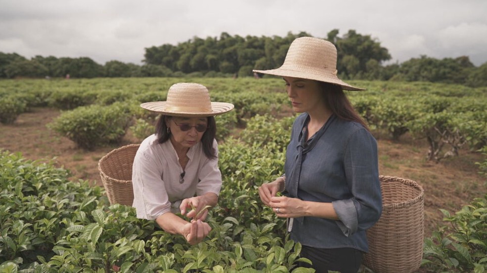 Erva-cidreira: Calmante Natural para Noites Mais Tranquilas - inspiração 1